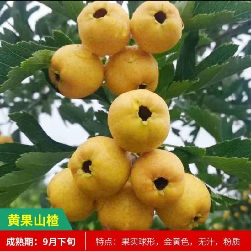 山楂树苗黄山楂苗口感甜中带点酸个头中得包邮
