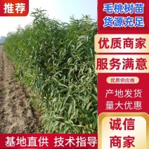 毛桃苗，品质优良，基地直供发货包邮现挖现发