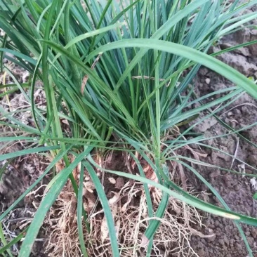 无土麦冬草产地直销常年供应大量上市质量保证欢迎来电