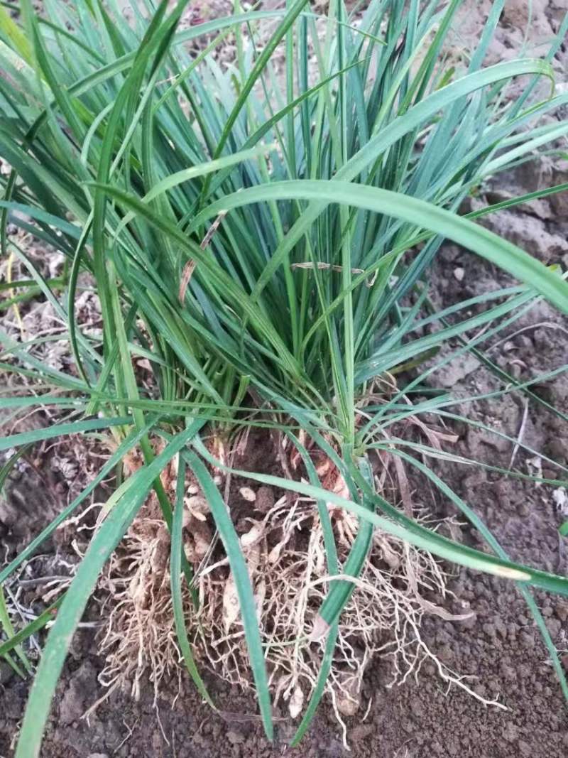 无土麦冬草产地直销常年供应大量上市质量保证欢迎来电
