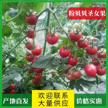 粉贝贝圣女果果形美观，颜色亮丽，萼片突出。电商