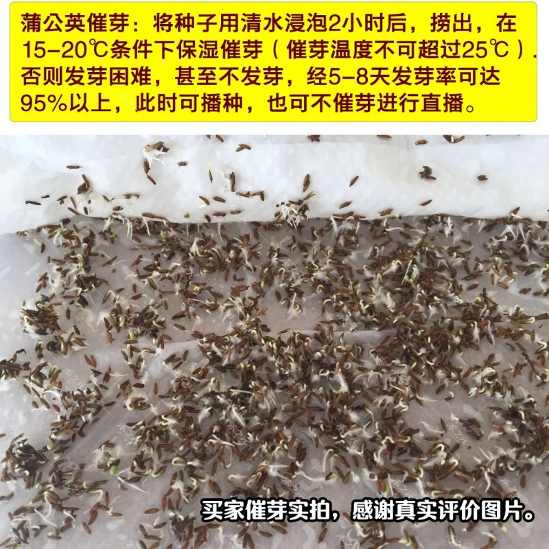 蒲公英种子种籽四季婆婆丁春秋冬季野菜荠菜种孑药盆栽蔬菜
