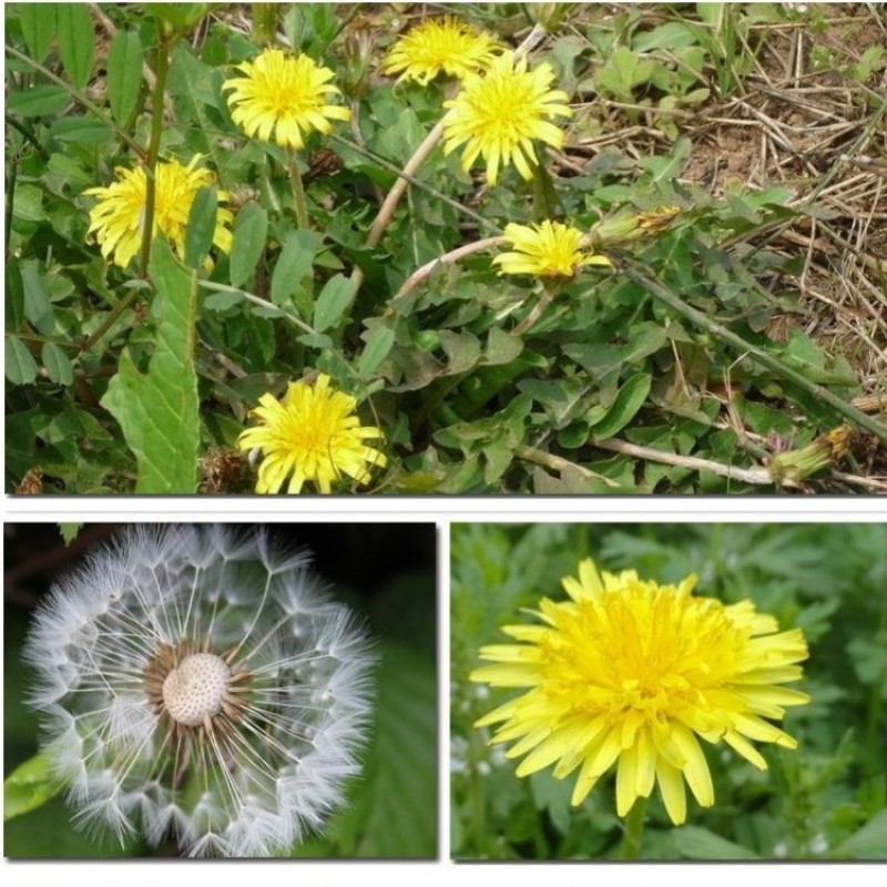 蒲公英种子种籽四季婆婆丁春秋冬季野菜荠菜种孑药盆栽蔬菜