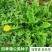 蒲公英种子种籽四季婆婆丁春秋冬季野菜荠菜种孑药盆栽蔬菜