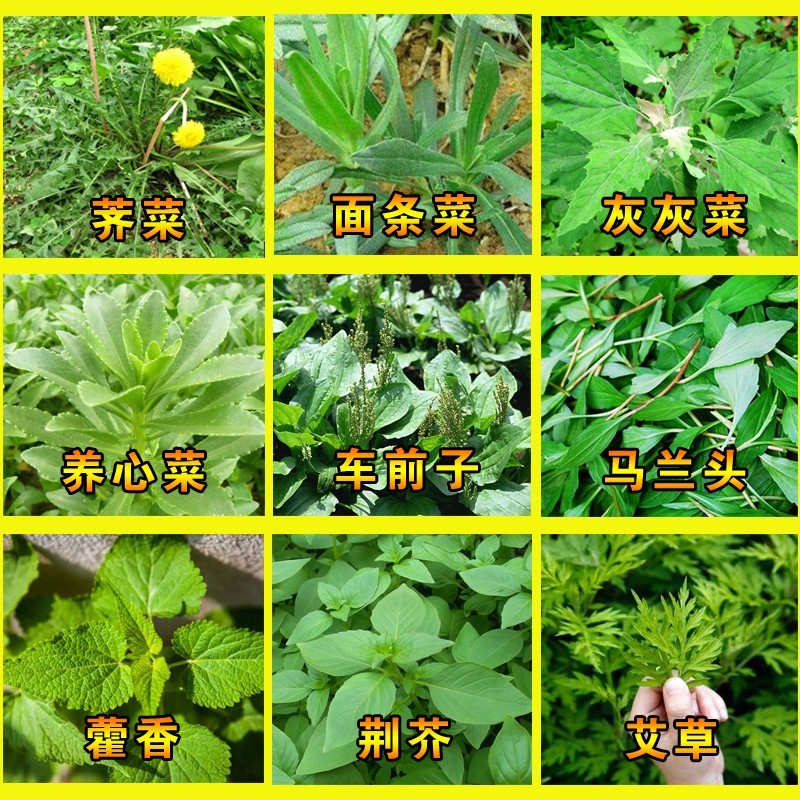 蒲公英种子种籽四季婆婆丁春秋冬季野菜荠菜种孑药盆栽蔬菜