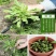 蒲公英种子种籽四季婆婆丁春秋冬季野菜荠菜种孑药盆栽蔬菜