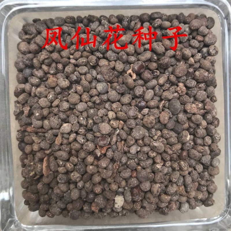 凤仙花种子混色指甲花景观绿化盆栽庭院花种籽子四季播种耐旱