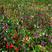 凤仙花种子混色指甲花景观绿化盆栽庭院花种籽子四季播种耐旱