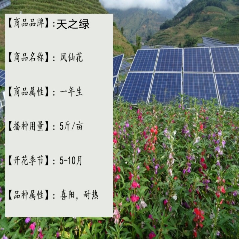 凤仙花种子混色指甲花景观绿化盆栽庭院花种籽子四季播种耐旱