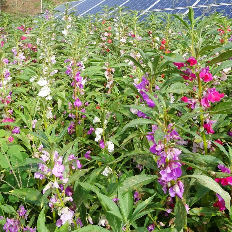 凤仙花种子混色指甲花景观绿化盆栽庭院花种籽子四季播种耐旱