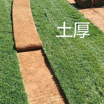 云南草坪四季青，马尼拉，自产自销，物美价廉，可开发票，一
