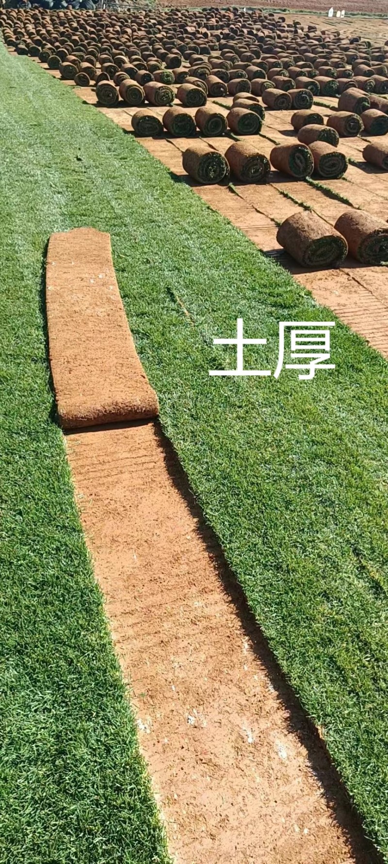 云南草坪四季青，马尼拉，自产自销，物美价廉，可开发票，一