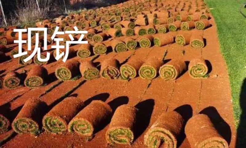 云南草坪四季青，马尼拉，自产自销，物美价廉，可开发票，一