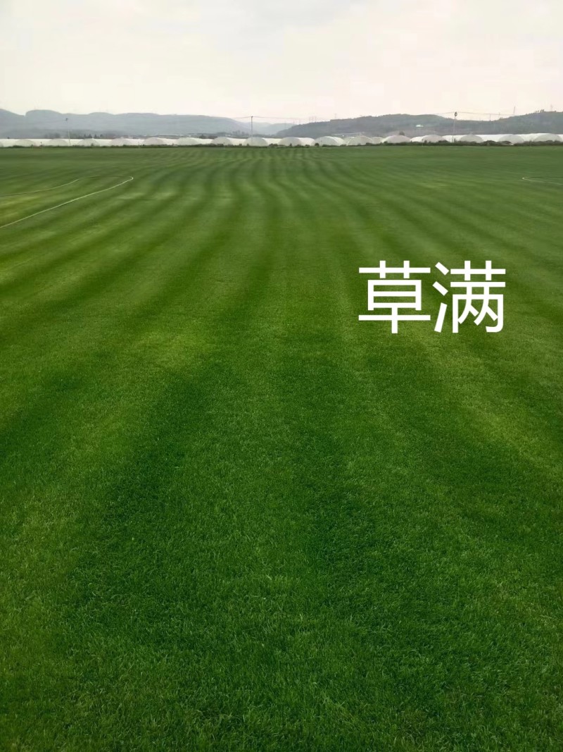 云南草坪四季青，马尼拉，自产自销，物美价廉，可开发票，一
