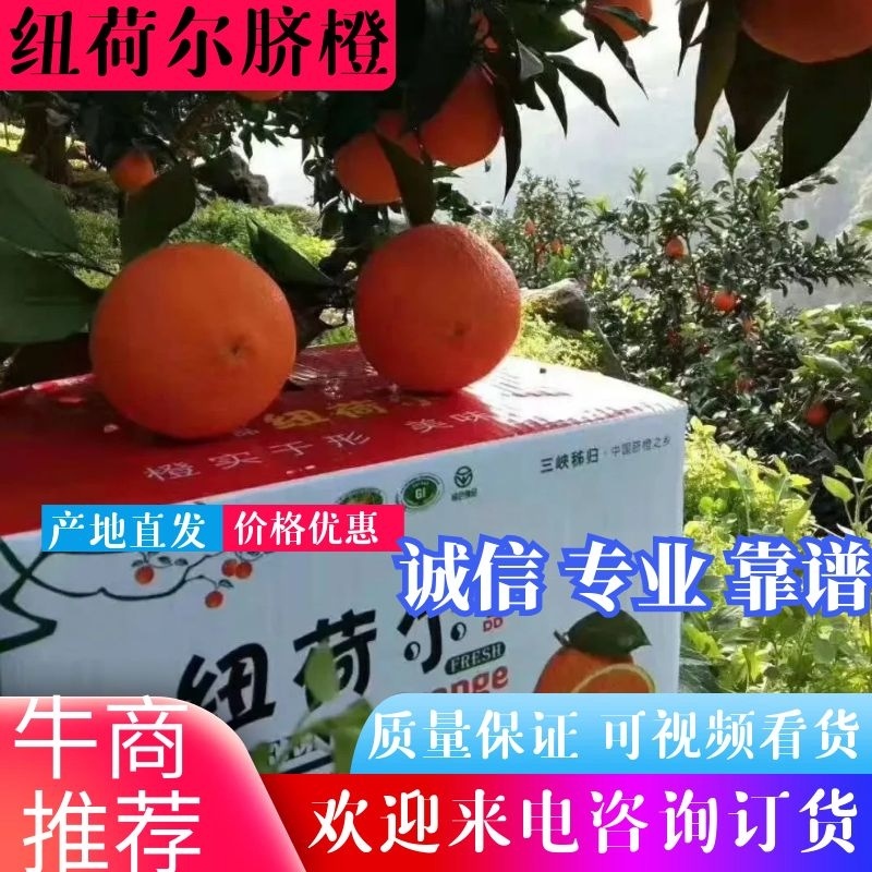 【脐橙】纽荷尔脐橙，秭归脐橙长虹橙子现采现摘产地发货