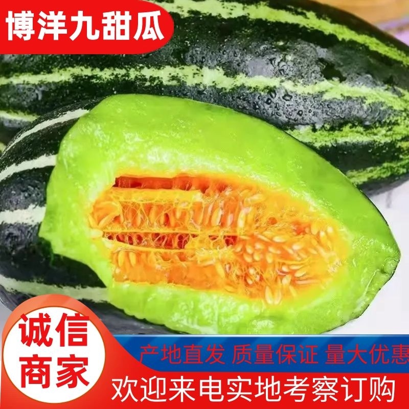 精品博洋九甜瓜，皮薄肉厚，口感酥脆。上货量大，欢迎联系