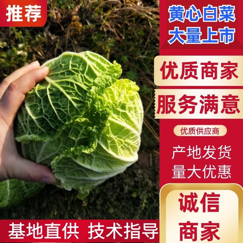 【新鲜上市】湖南黄心白菜4~6斤无烧心无虫眼基地直发