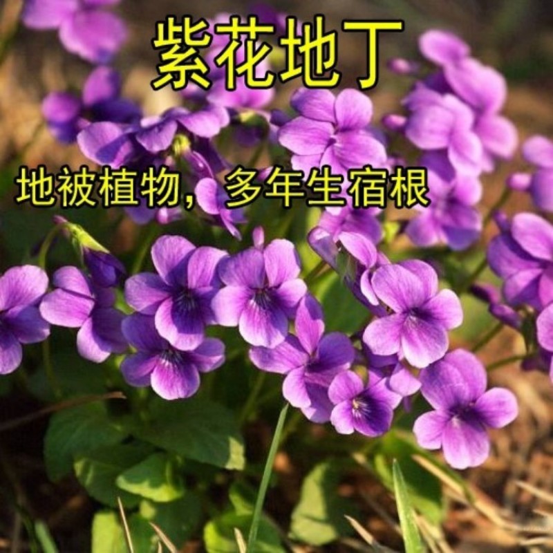 紫花地丁种子地被花卉花籽庭院花种绿化耐荫四季室外耐寒易活