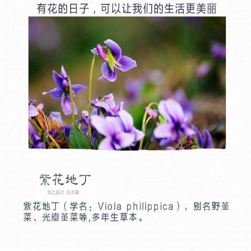 紫花地丁种子地被花卉花籽庭院花种绿化耐荫四季室外耐寒易活