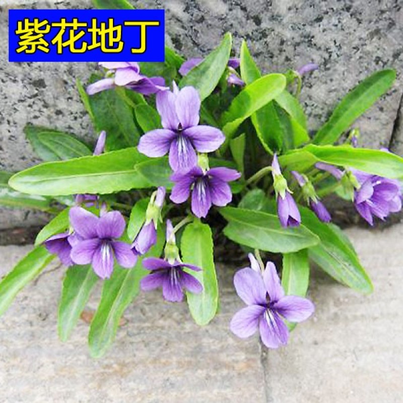 紫花地丁种子地被花卉花籽庭院花种绿化耐荫四季室外耐寒易活