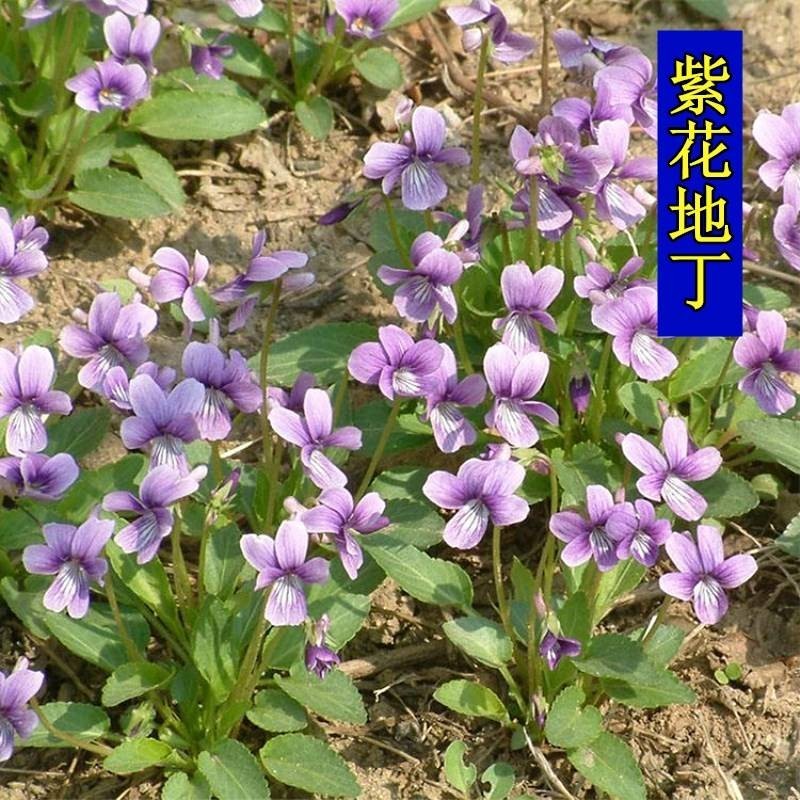 紫花地丁种子地被花卉花籽庭院花种绿化耐荫四季室外耐寒易活