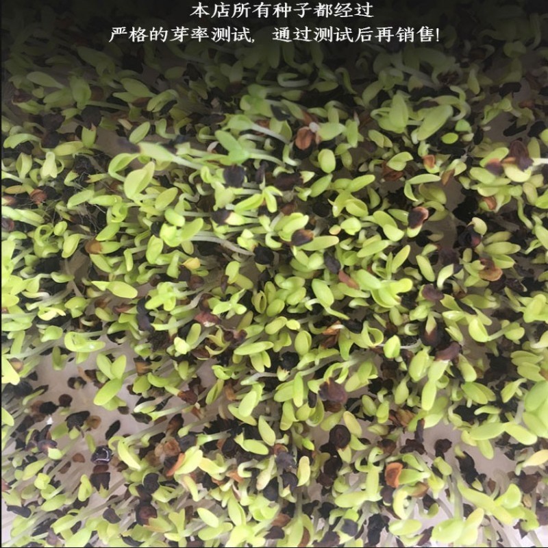 紫花地丁种子地被花卉花籽庭院花种绿化耐荫四季室外耐寒易活