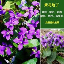 紫花地丁种子地被花卉花籽庭院花种绿化耐荫四季室外耐寒易活