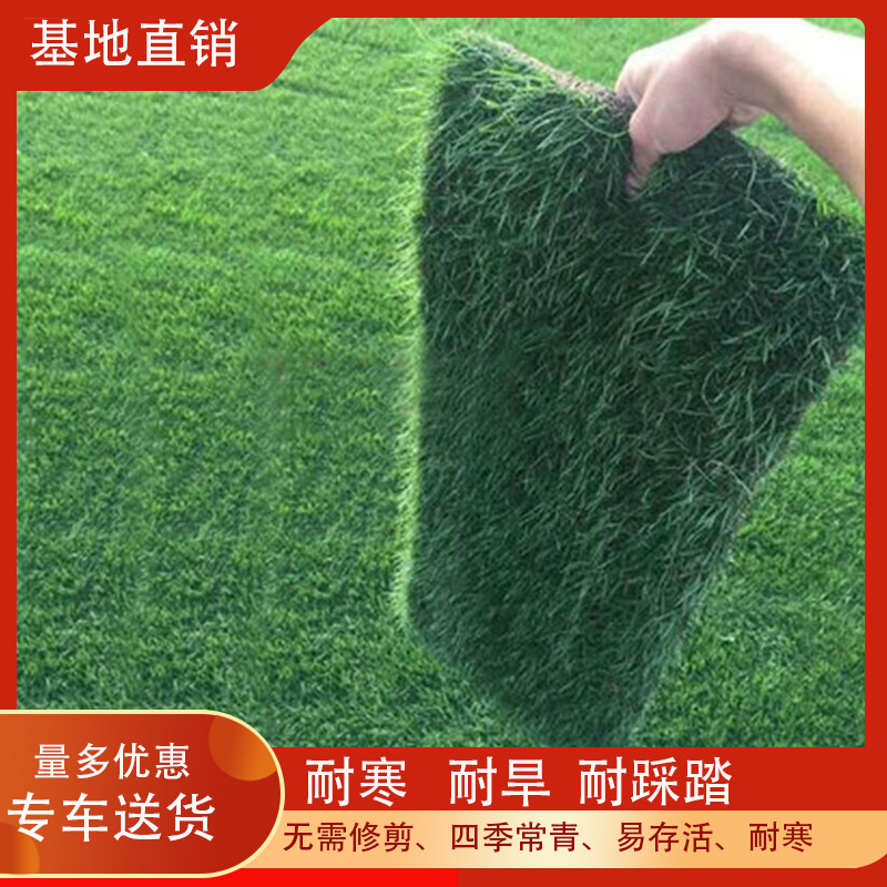 带泥土真草草坪草皮马尼拉四季青剪股颖别墅庭院园林绿化护坡