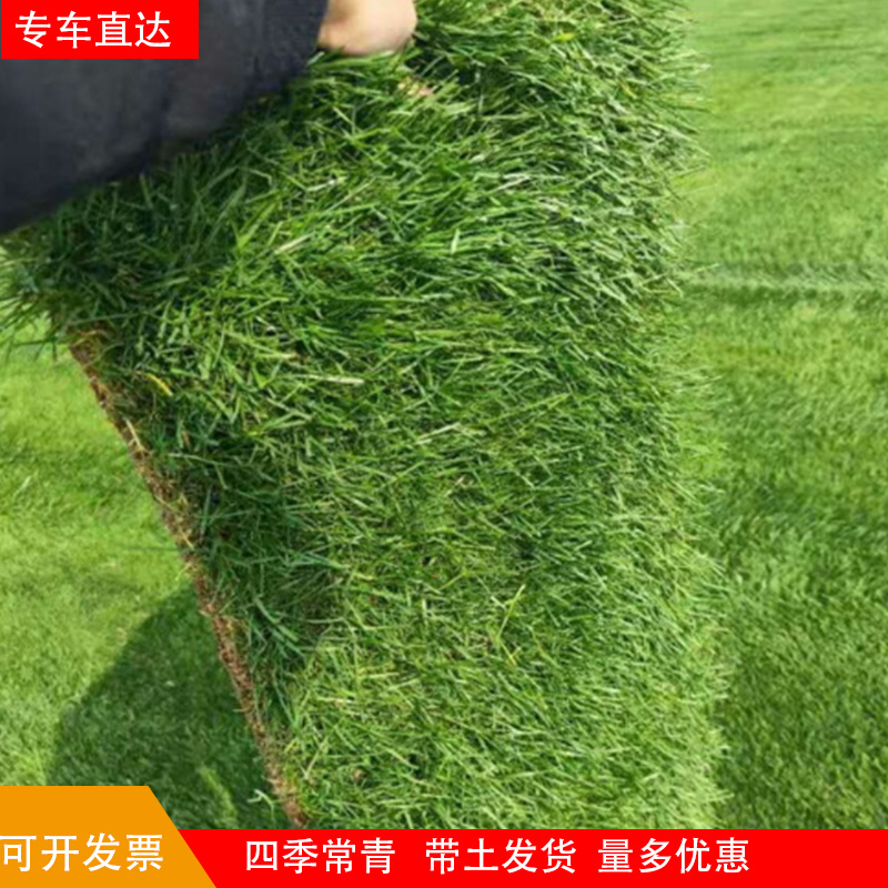 带泥土真草草坪草皮马尼拉四季青剪股颖别墅庭院园林绿化护坡