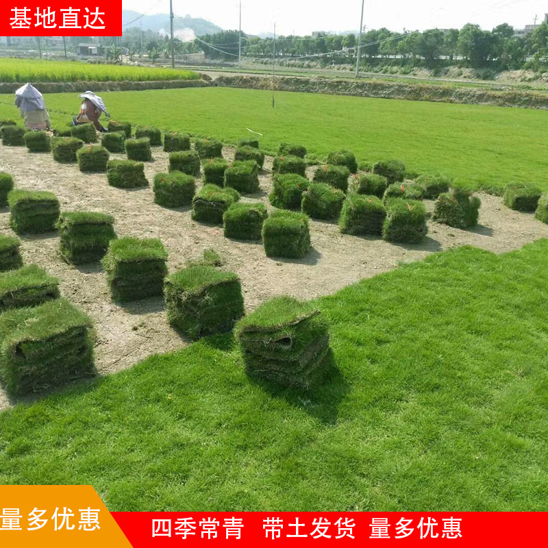 带泥土真草草坪草皮马尼拉四季青剪股颖别墅庭院园林绿化护坡