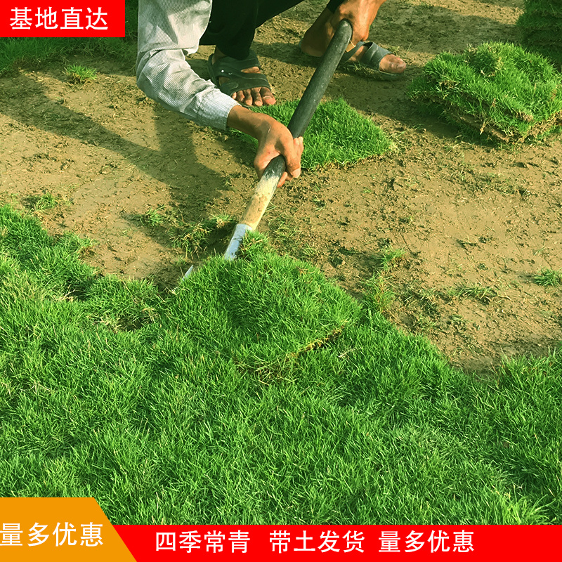 带泥土真草草坪草皮马尼拉四季青剪股颖别墅庭院园林绿化护坡