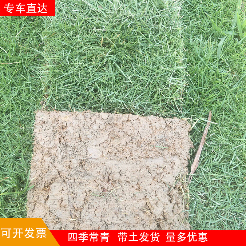 带泥土真草草坪草皮马尼拉四季青剪股颖别墅庭院园林绿化护坡