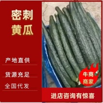 河南夏邑新鲜黄瓜大量上市，物流迅速供货量大，支持各种包装