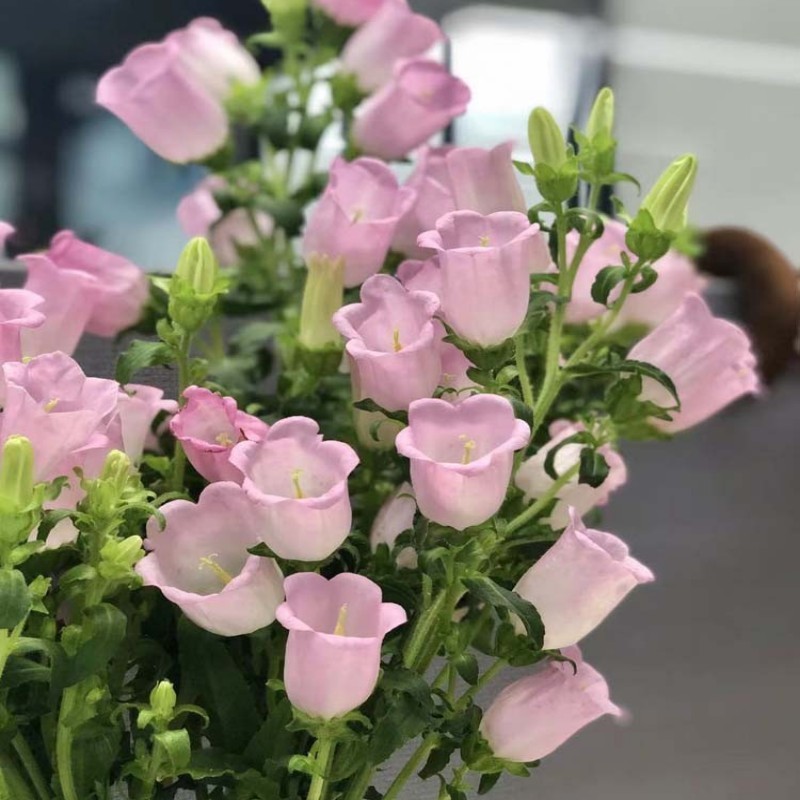 风铃草种子钟花混色多年生低矮花卉室内阳台盆栽易活播花种子