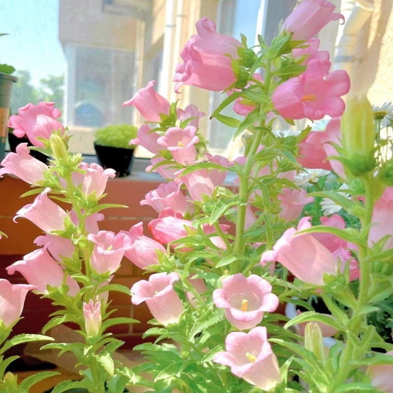 风铃草种子钟花混色多年生低矮花卉室内阳台盆栽易活播花种子