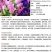 风铃草种子钟花混色多年生低矮花卉室内阳台盆栽易活播花种子