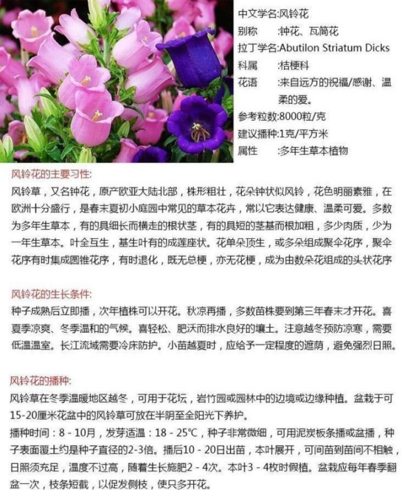 风铃草种子钟花混色多年生低矮花卉室内阳台盆栽易活播花种子