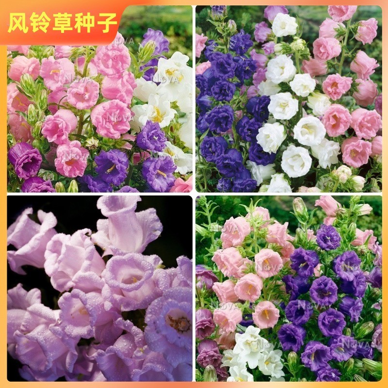 风铃草种子钟花混色多年生低矮花卉室内阳台盆栽易活播花种子