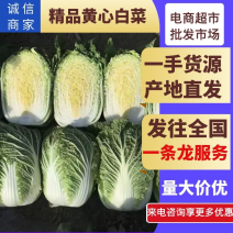 【湖北大白菜】天门白菜黄心白菜基地直供