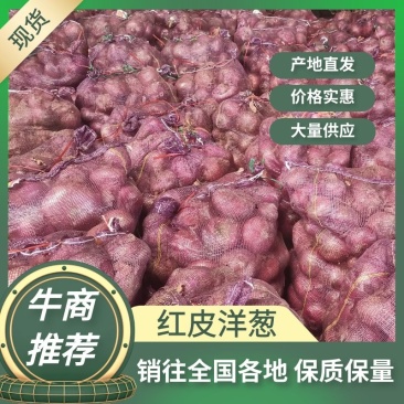 红皮黄皮洋葱脱皮无烂葱金乡县直销加工厂专用保证质量