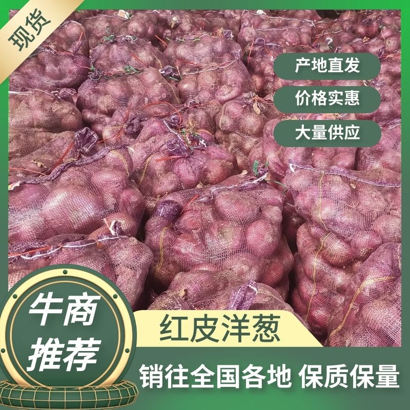 红皮黄皮洋葱脱皮无烂葱金乡县直销加工厂专用保证质量