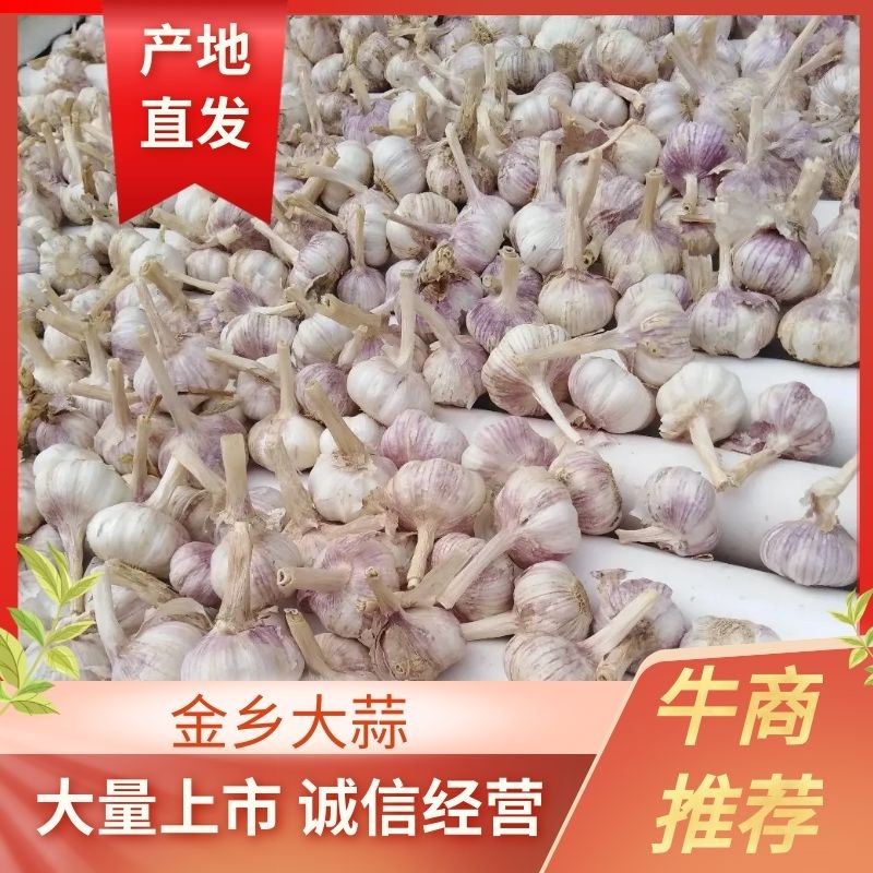 山东金乡大蒜，代收代发代存提供行情走势本地优质精品红皮大