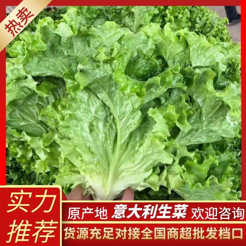 河北邯郸永年生菜，颗大颗小都有，颜色绿，欢迎老板咨询