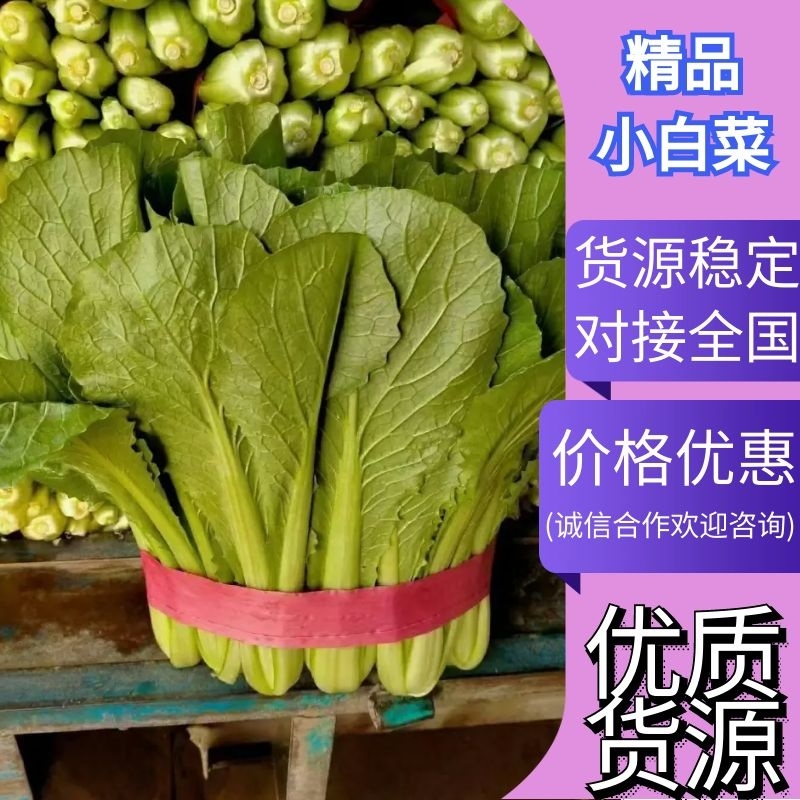 河北邯郸产地精品小白菜，颜色绿油油，质量保证，发往全国