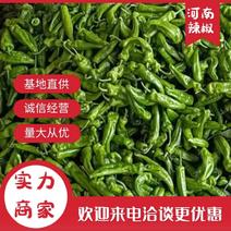 精皮辣椒质量优美欢迎广大客户咨询订购！