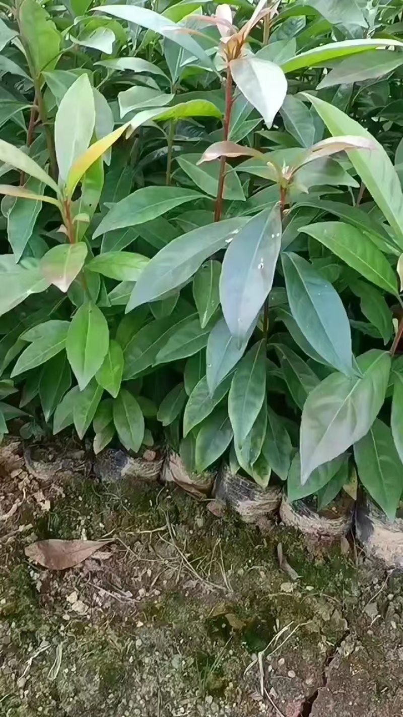 江西宜春奉新县木荷杯苗，产地直供，规格齐全