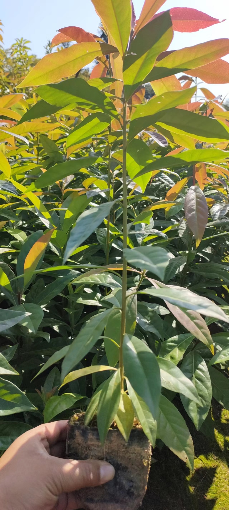江西宜春奉新县木荷杯苗，产地直供，规格齐全