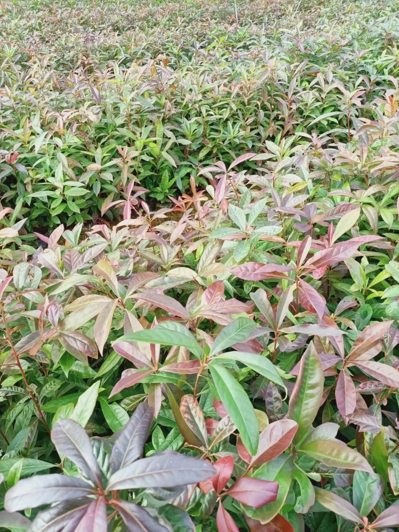 江西宜春奉新县木荷杯苗，产地直供，规格齐全