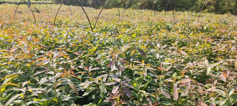 江西宜春奉新县木荷杯苗，产地直供，规格齐全