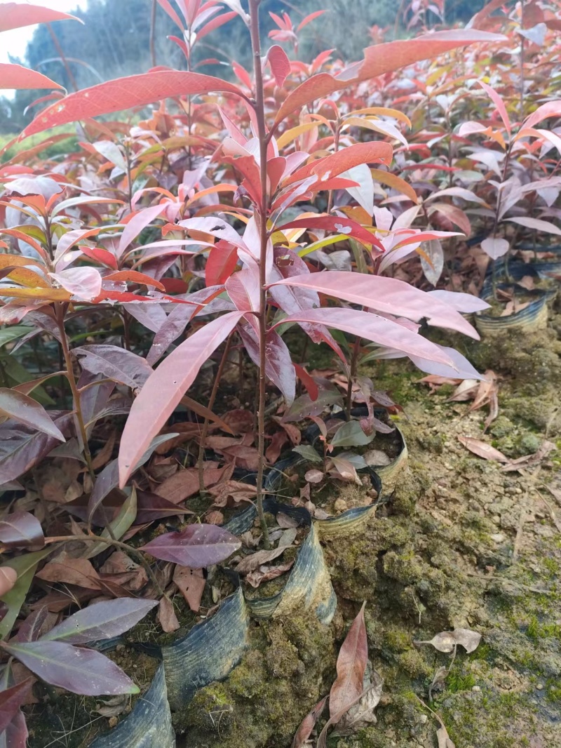 江西宜春奉新县木荷杯苗，产地直供，规格齐全